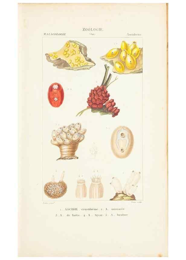 Reproducción/Reproduction 7780704036: Atlas de zoologie :. Paris :Germer Bailliere,1844.