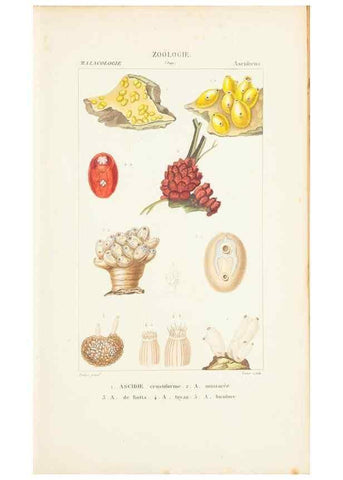 Reproducción/Reproduction 7780704036: Atlas de zoologie :. Paris :Germer Bailliere,1844.