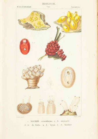 Reproducción/Reproduction 7780704036: Atlas de zoologie :. Paris :Germer Bailliere,1844.
