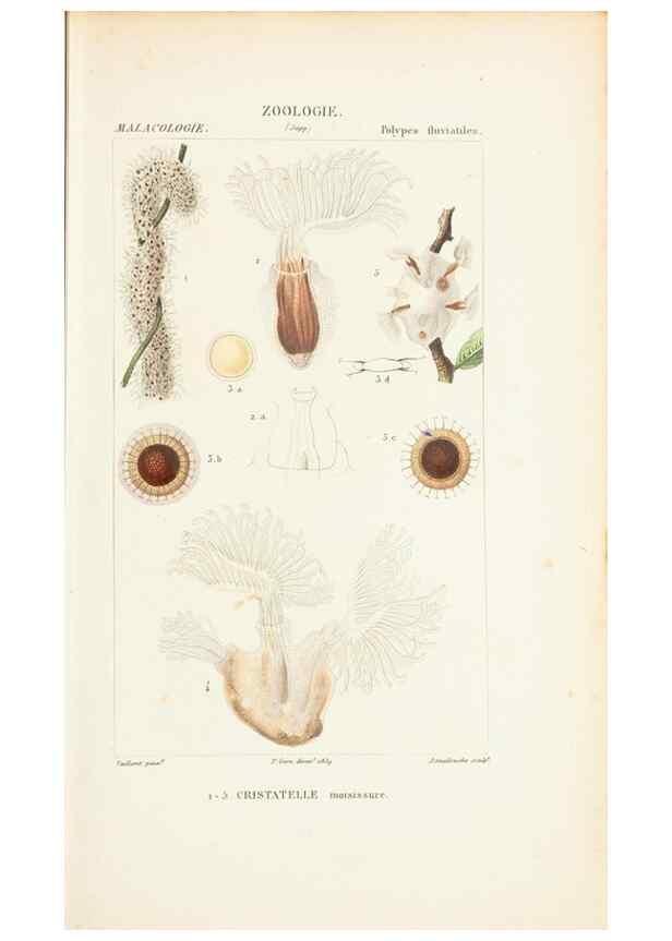 Reproducción/Reproduction 7780704714: Atlas de zoologie :. Paris :Germer Bailliere,1844.