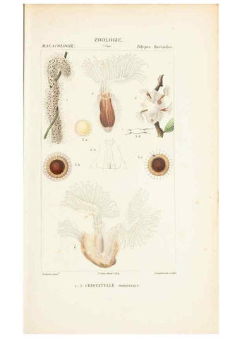 Reproducción/Reproduction 7780704714: Atlas de zoologie :. Paris :Germer Bailliere,1844.