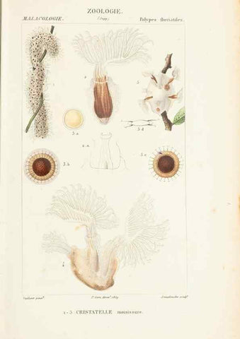 Reproducción/Reproduction 7780704714: Atlas de zoologie :. Paris :Germer Bailliere,1844.