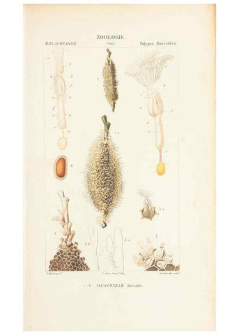 Reproducción/Reproduction 7780705368: Atlas de zoologie :. Paris :Germer Bailliere,1844.