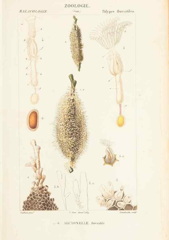 Reproducción/Reproduction 7780705368: Atlas de zoologie :. Paris :Germer Bailliere,1844.