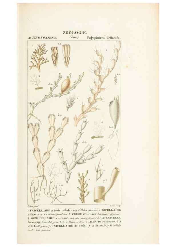 Reproducción/Reproduction 7780706764: Atlas de zoologie :. Paris :Germer Bailliere,1844.