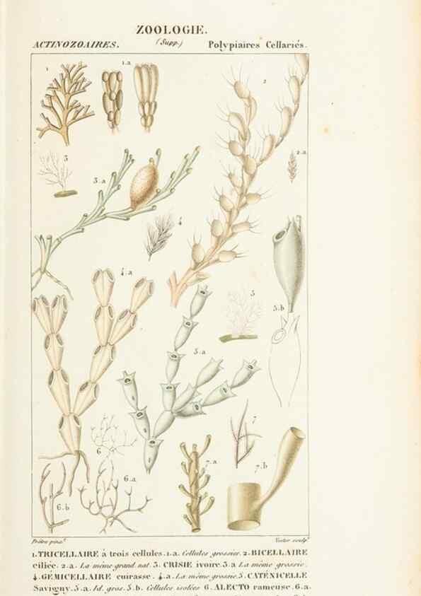 Reproducción/Reproduction 7780706764: Atlas de zoologie :. Paris :Germer Bailliere,1844.