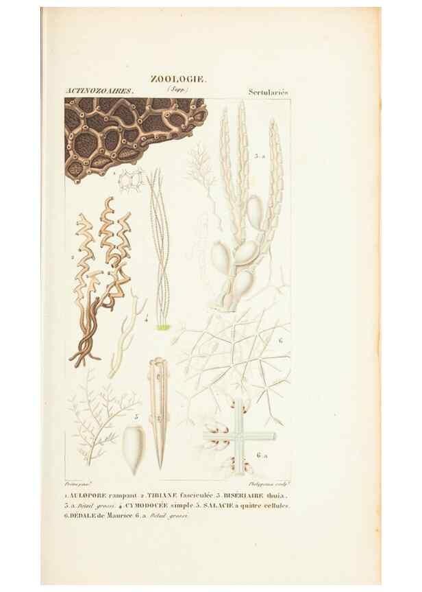 Reproducción/Reproduction 7780707496: Atlas de zoologie :. Paris :Germer Bailliere,1844.