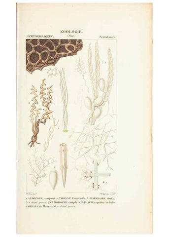 Reproducción/Reproduction 7780707496: Atlas de zoologie :. Paris :Germer Bailliere,1844.