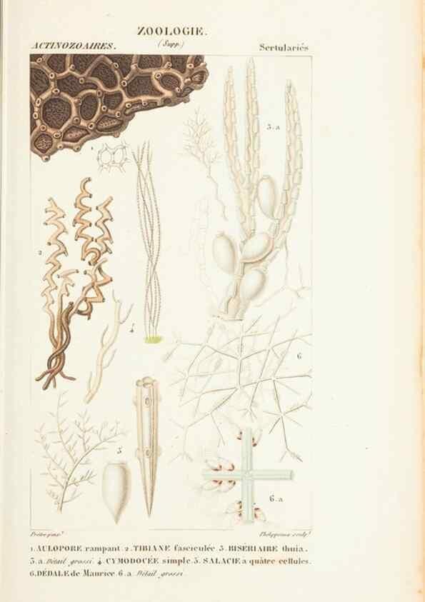 Reproducción/Reproduction 7780707496: Atlas de zoologie :. Paris :Germer Bailliere,1844.