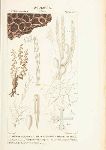 Reproducción/Reproduction 7780707496: Atlas de zoologie :. Paris :Germer Bailliere,1844.