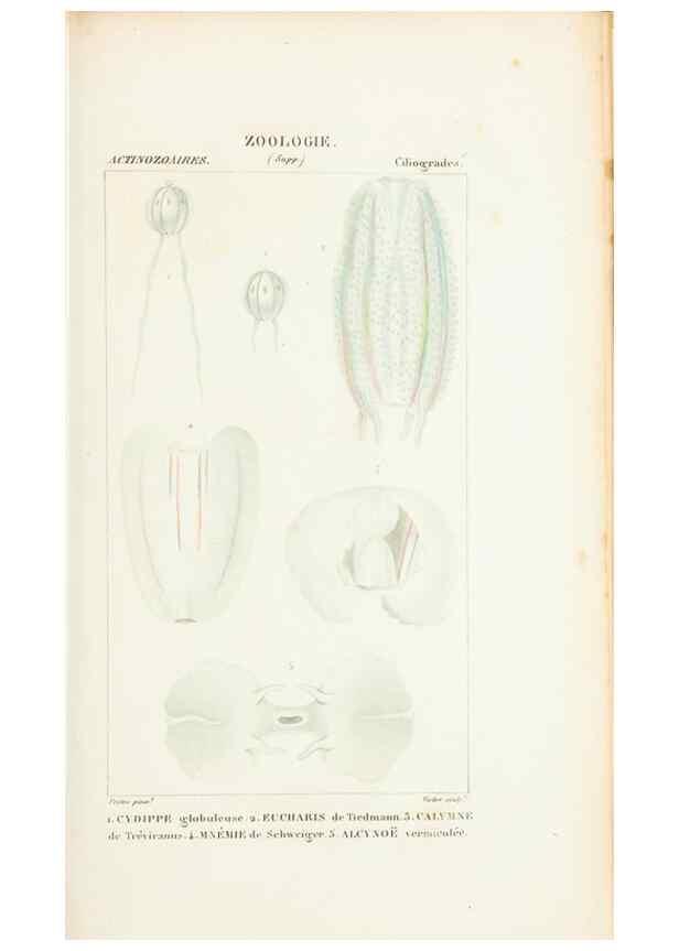 Reproducción/Reproduction 7780708198: Atlas de zoologie :. Paris :Germer Bailliere,1844.