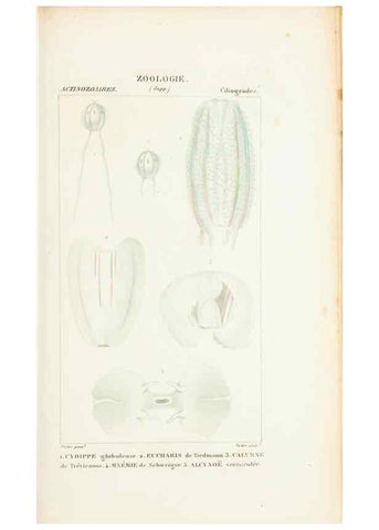 Reproducción/Reproduction 7780708198: Atlas de zoologie :. Paris :Germer Bailliere,1844.