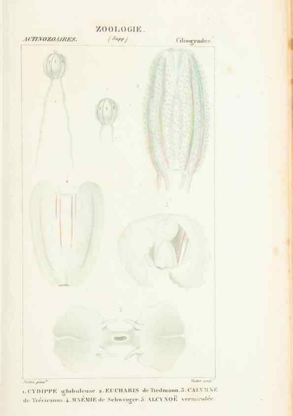 Reproducción/Reproduction 7780708198: Atlas de zoologie :. Paris :Germer Bailliere,1844.