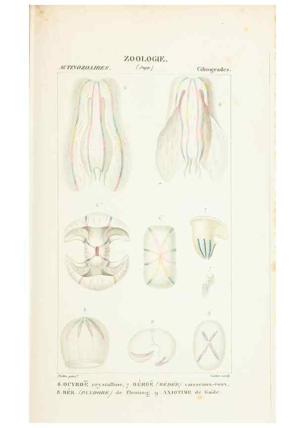 Reproducción/Reproduction 7780708882: Atlas de zoologie :. Paris :Germer Bailliere,1844.