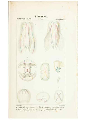 Reproducción/Reproduction 7780708882: Atlas de zoologie :. Paris :Germer Bailliere,1844.
