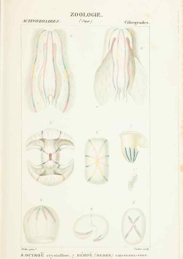 Reproducción/Reproduction 7780708882: Atlas de zoologie :. Paris :Germer Bailliere,1844.