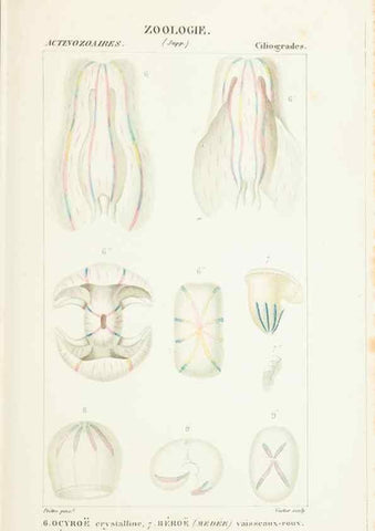Reproducción/Reproduction 7780708882: Atlas de zoologie :. Paris :Germer Bailliere,1844.
