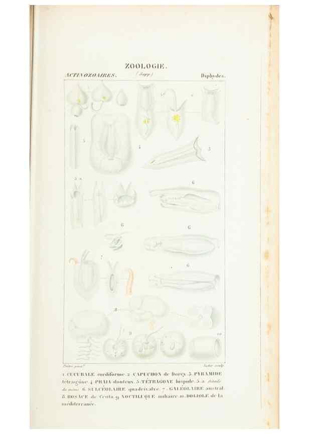 Reproducción/Reproduction 7780709460: Atlas de zoologie :. Paris :Germer Bailliere,1844.