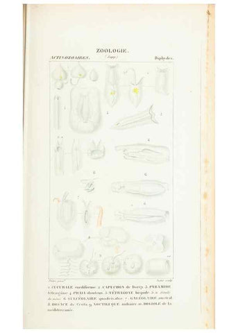 Reproducción/Reproduction 7780709460: Atlas de zoologie :. Paris :Germer Bailliere,1844.