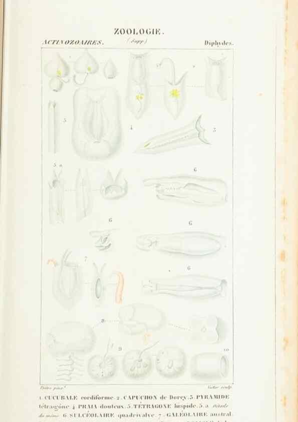 Reproducción/Reproduction 7780709460: Atlas de zoologie :. Paris :Germer Bailliere,1844.