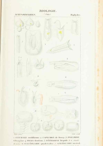 Reproducción/Reproduction 7780709460: Atlas de zoologie :. Paris :Germer Bailliere,1844.