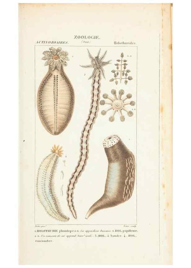 Reproducción/Reproduction 7780710156: Atlas de zoologie :. Paris :Germer Bailliere,1844.