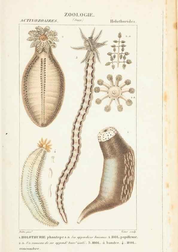 Reproducción/Reproduction 7780710156: Atlas de zoologie :. Paris :Germer Bailliere,1844.