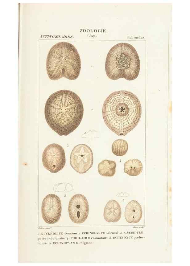 Reproducción/Reproduction 7780710920: Atlas de zoologie :. Paris :Germer Bailliere,1844.