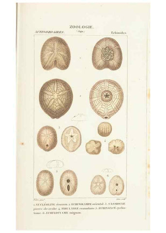 Reproducción/Reproduction 7780710920: Atlas de zoologie :. Paris :Germer Bailliere,1844.