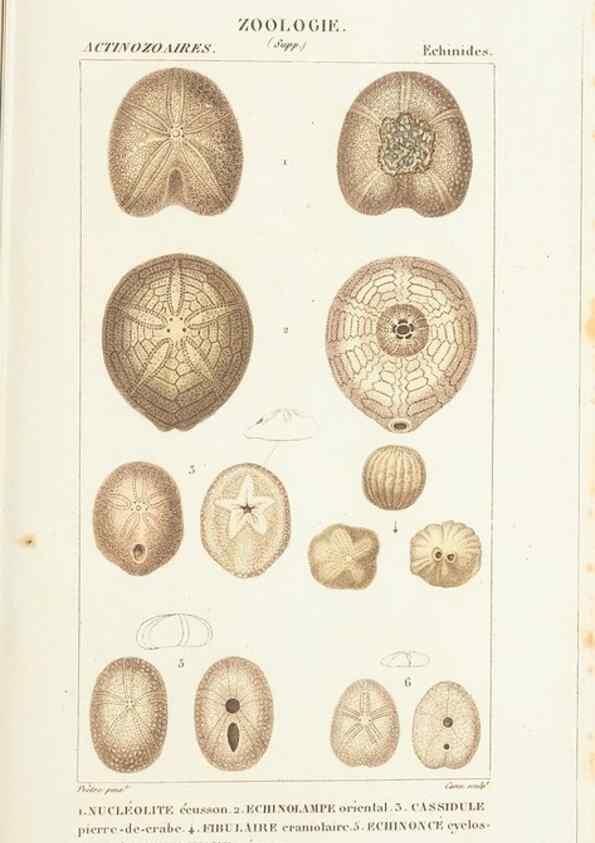 Reproducción/Reproduction 7780710920: Atlas de zoologie :. Paris :Germer Bailliere,1844.