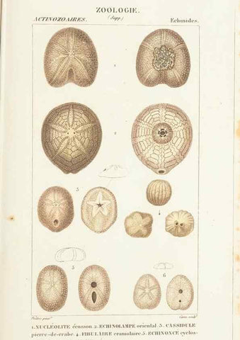 Reproducción/Reproduction 7780710920: Atlas de zoologie :. Paris :Germer Bailliere,1844.
