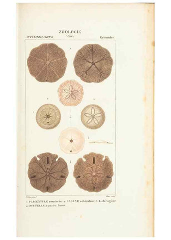 Reproducción/Reproduction 7780711670: Atlas de zoologie :. Paris :Germer Bailliere,1844.