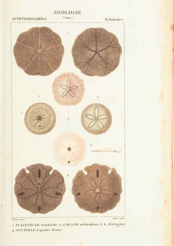 Reproducción/Reproduction 7780711670: Atlas de zoologie :. Paris :Germer Bailliere,1844.