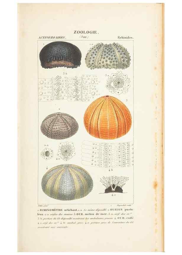 Reproducción/Reproduction 7780712444: Atlas de zoologie :. Paris :Germer Bailliere,1844.