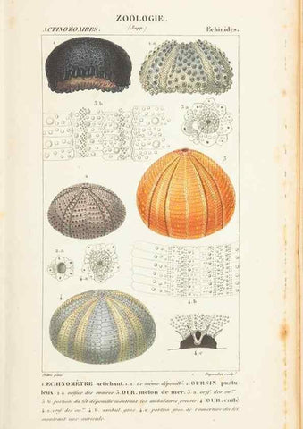 Reproducción/Reproduction 7780712444: Atlas de zoologie :. Paris :Germer Bailliere,1844.
