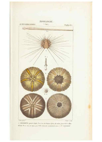 Reproducción/Reproduction 7780713262: Atlas de zoologie :. Paris :Germer Bailliere,1844.