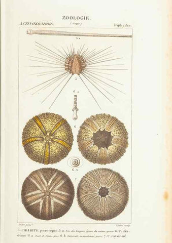 Reproducción/Reproduction 7780713262: Atlas de zoologie :. Paris :Germer Bailliere,1844.