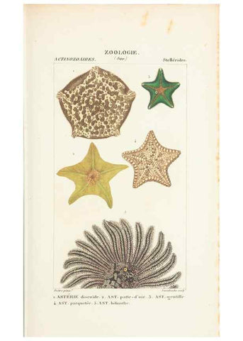 Reproducción/Reproduction 7780714158: Atlas de zoologie :. Paris :Germer Bailliere,1844.