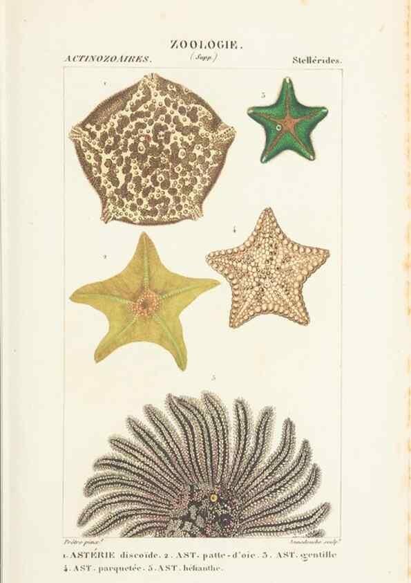 Reproducción/Reproduction 7780714158: Atlas de zoologie :. Paris :Germer Bailliere,1844.