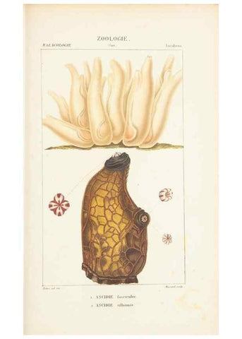Reproducción/Reproduction 7780703406: Atlas de zoologie :. Paris :Germer Bailliere,1844.