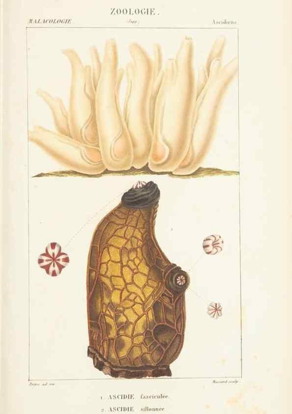 Reproducción/Reproduction 7780703406: Atlas de zoologie :. Paris :Germer Bailliere,1844.