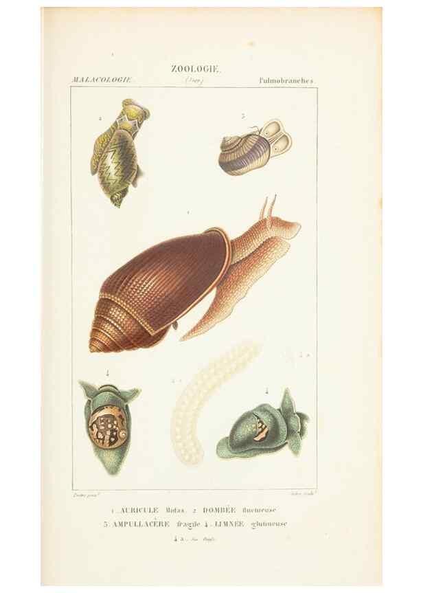 Reproducción/Reproduction 7780702746: Atlas de zoologie :. Paris :Germer Bailliere,1844.