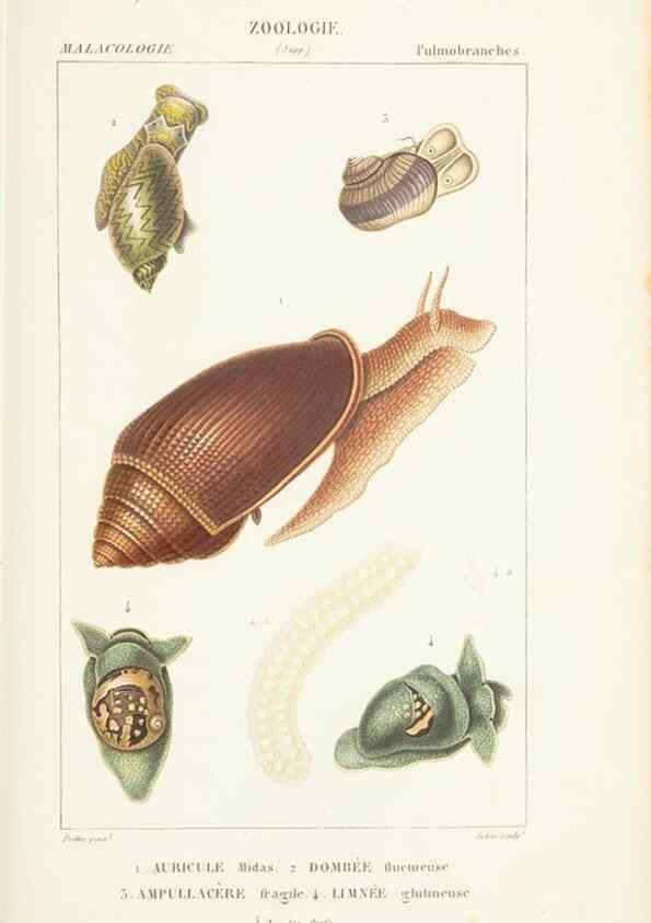 Reproducción/Reproduction 7780702746: Atlas de zoologie :. Paris :Germer Bailliere,1844.