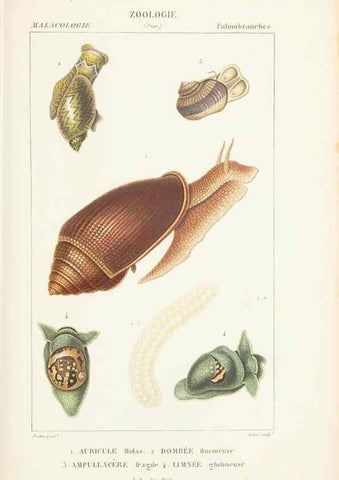 Reproducción/Reproduction 7780702746: Atlas de zoologie :. Paris :Germer Bailliere,1844.