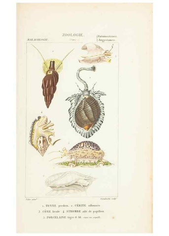 Reproducción/Reproduction 7780702012: Atlas de zoologie :. Paris :Germer Bailliere,1844.