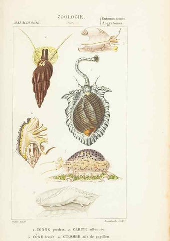 Reproducción/Reproduction 7780702012: Atlas de zoologie :. Paris :Germer Bailliere,1844.