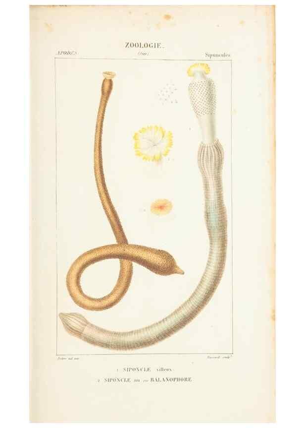 Reproducción/Reproduction 7780701372: Atlas de zoologie :. Paris :Germer Bailliere,1844.
