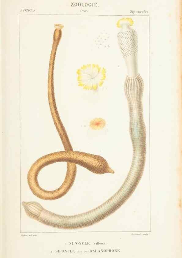 Reproducción/Reproduction 7780701372: Atlas de zoologie :. Paris :Germer Bailliere,1844.
