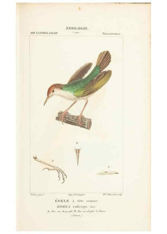 Reproducción/Reproduction 7780690736: Atlas de zoologie :. Paris :Germer Bailliere,1844.