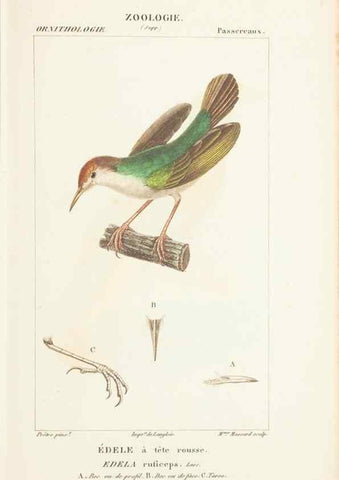 Reproducción/Reproduction 7780690736: Atlas de zoologie :. Paris :Germer Bailliere,1844.